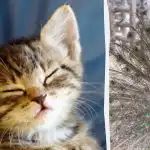 Każdy widzi pawia, a tylko ludzie z wysokim IQ znajdą