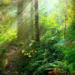 Łamigłówka dla osób z doskonałym wzrokiem: musisz znaleźć węża w