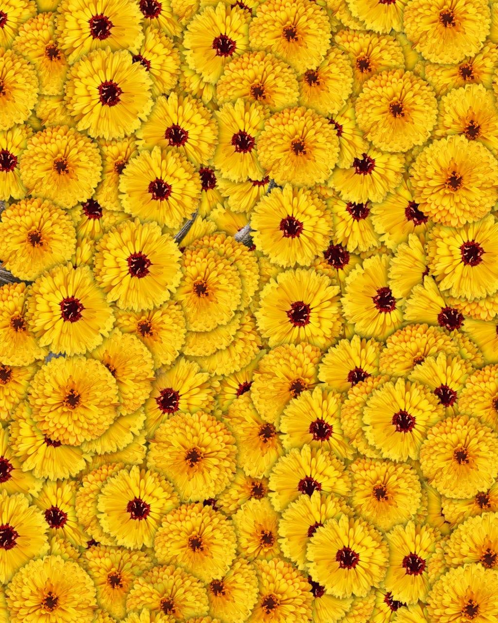 Tylko 1 na 10 osób znajdzie jelenia na zdjęciu w ciągu 7 sekund: bardzo złożone złudzenie optyczne